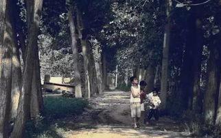 爆料保定小树林视频,揭秘背后真相与争议  第3张